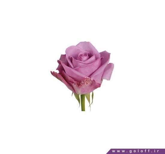 هدیه عاشقانه - گل رز هلندی کول واتر - Rose | گل آف